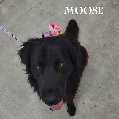 Meet Moose, the most handsome 4 year old pup you have ever seen. He is so mellow. This 55-60 lb sweetheart absolutely adores pets and belly rubs, and is always eager to show off his tricks - he knows how to sit and shake! He is crate trained and walks well on a leash. He is strong so he would need a strong handler. Not only is Moose a perfect gentleman with humans, but he is also fantastic with other dogs, getting along well with males, females and even puppies. Come meet Moose and see for yourself just how lovable and charming he can be!