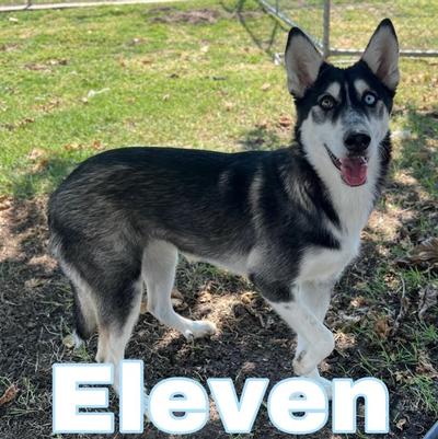 Meet Eleven, (re-named to Ana) an enchanting 12-18 month old husky with a heart full of adventure and a bright spirit. Weighing in at 34 lbs she's the perfect size medium bundle of joy ready to bring magic to your home. Eleven is a social butterfly who's proven to get along well with other dogs, making for a great companion for your existing furry friends. She's never shown any aggression & with a little guidance and training she will be sure to shine as the loyal loving pet you've been dreaming of. Her playful nature and affectionate demeanor means she will keep you entertained all day. Whether it's a game of fetch or a cozy cuddle on the couch, Eleven is always up for making new memories with her family. She loves hanging out with Monte. The perfect scenario, although not required is for them to be adopted together. They are self entertaining. We do not know if she is potty trained. She comes inside in a crate when the weather is inclement, and does not potty in her crate.