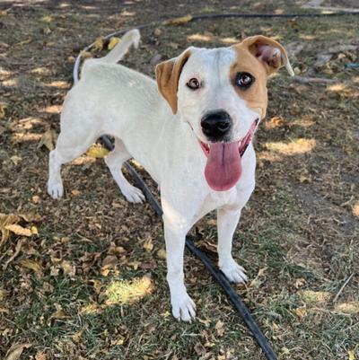 Hi my name is Clover! I'm a fun loving two year old English Pointer mix that is looking for my furever home! I love to play with my brothers and sisters so a home with other pups would be best for me. I'm an excellent ball chaser and would love my new family to play ball too! Stuffies are also fabulous. I love to play outside and I love to Netflix and chill with my brother Dale and my foster human. My foster humans are pretty sure I'm potty trained because I haven't had an accident in the house. They did find evidence of my poop on a pee pad though....I would sure love to meet you and your family!