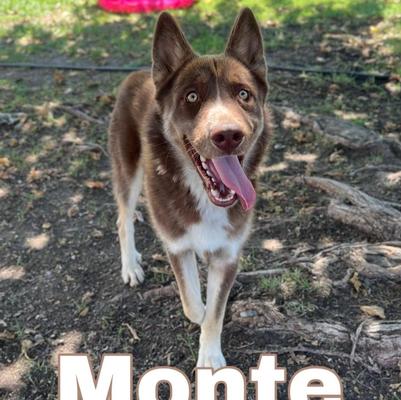 Meet Monte! A two year old, 50lb husky looking for his forever home. Monte is an active and playful dog that is proficient at removing squeakers from his toys. He's dog friendly and enjoys socializing with his dog friends. Monte would do best in an active household, or at minimum with a dog friend to play with. He and Eleven get along splendidly. We do not know if he is potty trained. He goes into a crate at night if it is cold or too hot outside, or if it is raining. He does not potty in his crate.